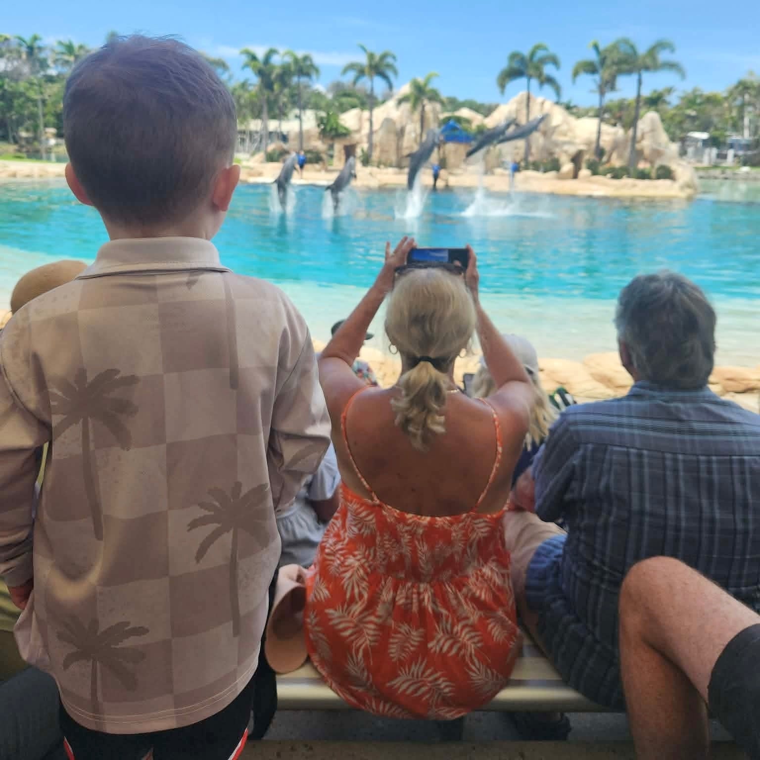 People watching dolphins in a pool with palm trees in the background